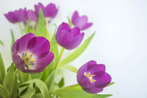 Tulipani viola su sfondo bianco . Fotografia Stock