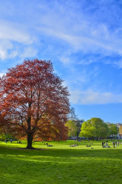 Red beech tree in park. — Stock Photo, Image