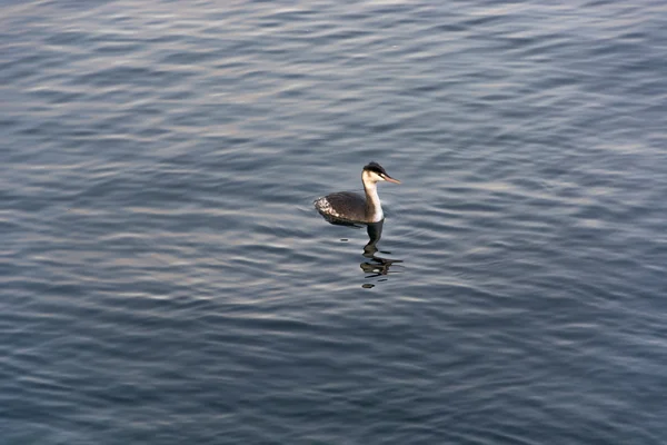 Bahri temiz su dalış kuş — Stok fotoğraf