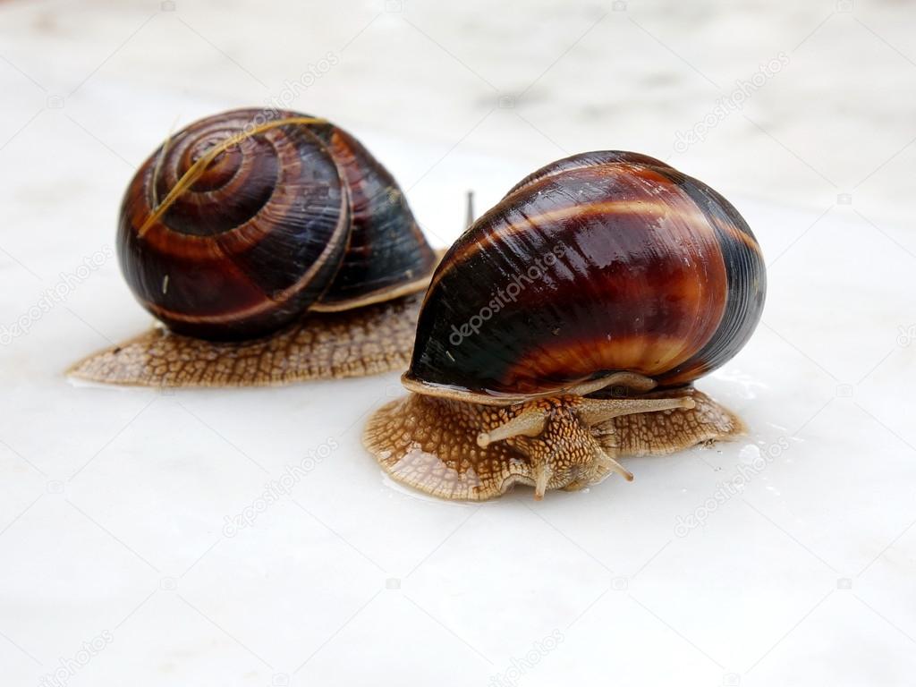 Large snails