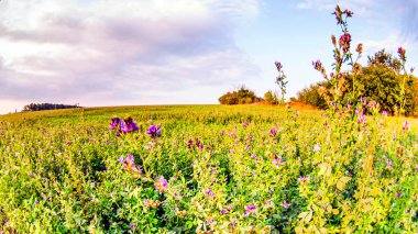 Çayırdaki çiçekler güneşli bir yaz gününde