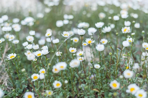 Белый Дикие Цветы Фон — стоковое фото