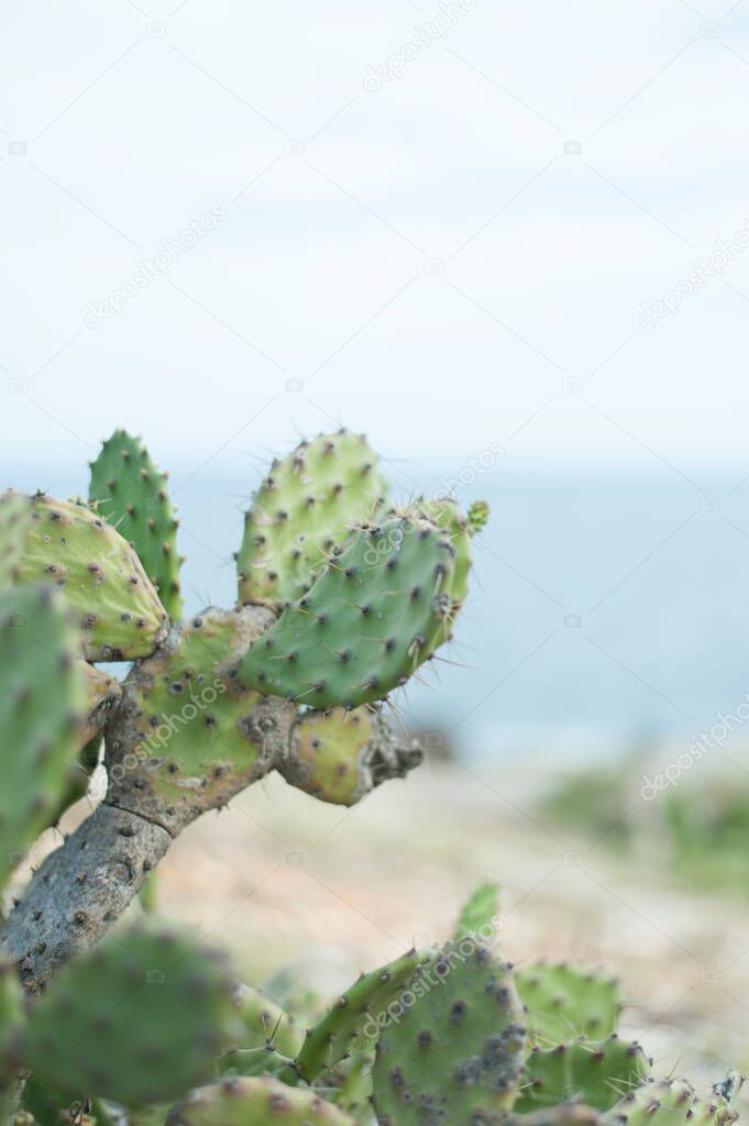 Cactus and beach background