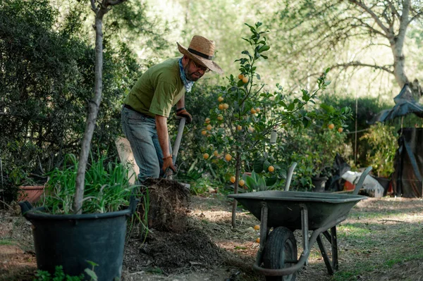 Old Man Digging Hole Orchard — Stock Photo, Image