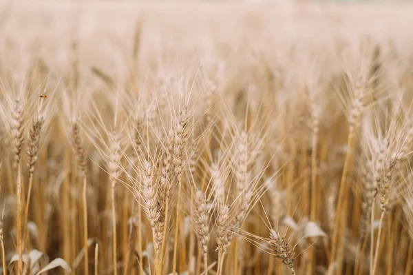 Altın buğday tarlası ve mavi gökyüzü