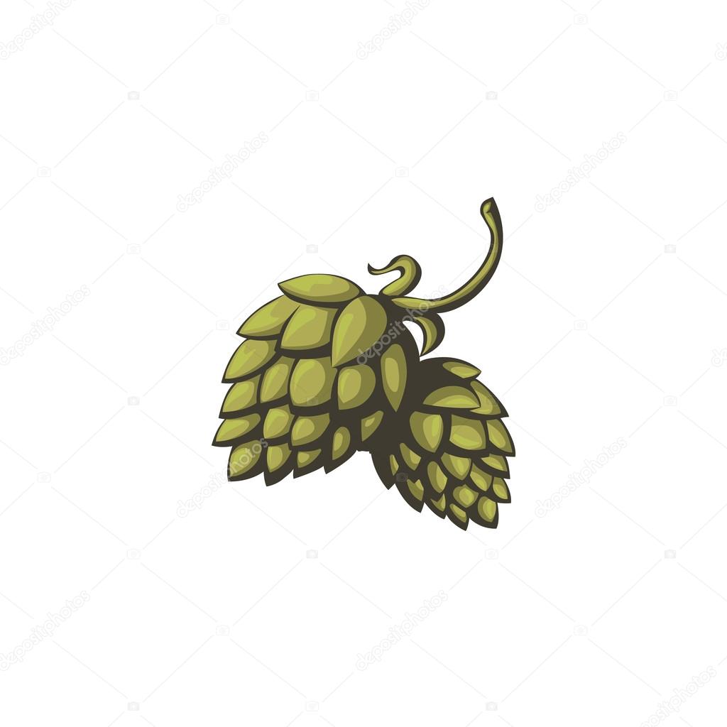 Branch of hops on a white background