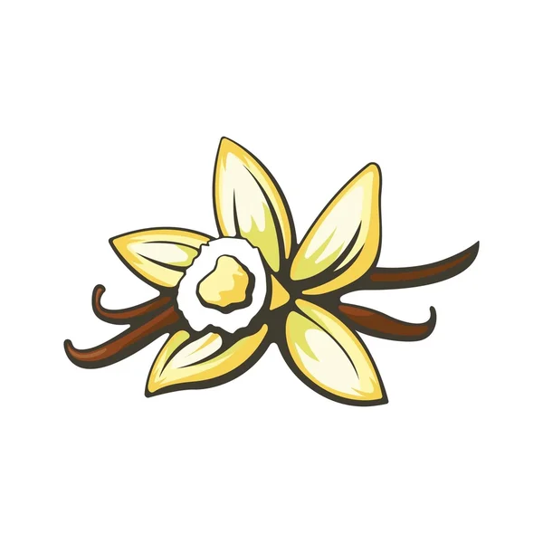 Vanilla flower and pods illustration.