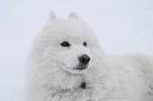 Portrét bílého načechraného samorostlého psa na sněhu. Studená zima. Roztomilý mazlíček.