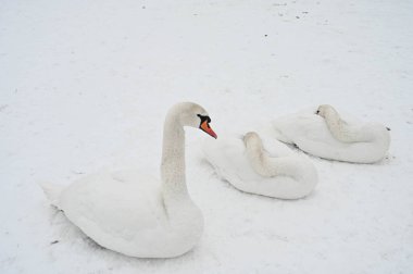 Donmuş Daugava nehrinin yanında kar üzerinde yatan güzel kuğu kuşları. Letonya 'da kış doğası.