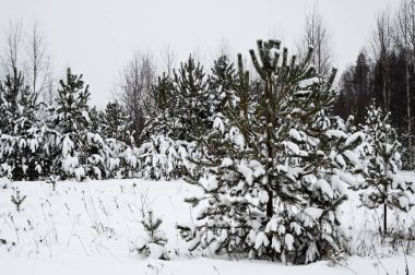 Çam ve ladin ormanlarından oluşan bir panorama. Manzaralı kış manzarası. Rus doğası. Bulutlu bir gün.