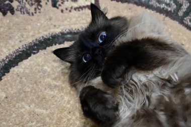 Mavi gözlü güzel pofuduk Himalaya kedisi sırtındaki halıya uzanıyor ve kameraya bakıyor..
