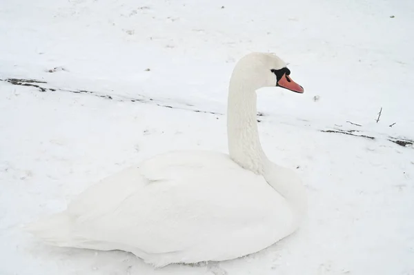 Beautiful White Swan Bird Lying Snow Frozen Daugava River Winter — Stock Photo, Image