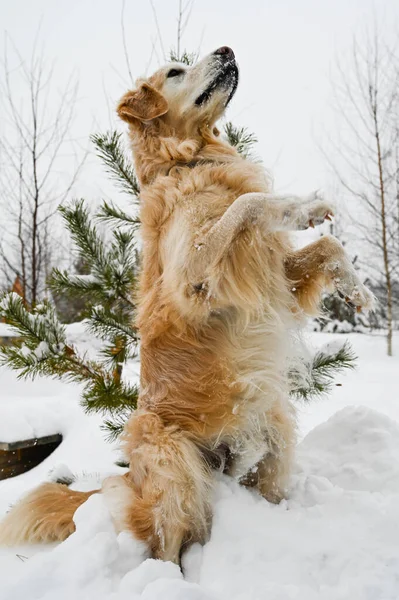 Cute Golden Retriever Dog Stands Hind Legs Winter Lot Snow — Stock Photo, Image