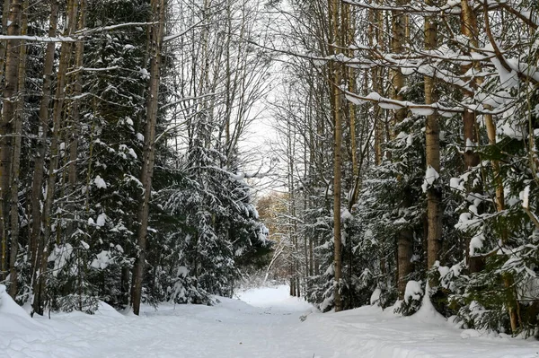 Śnieg Pokryty Ścieżką Zimowym Lesie Krajobraz Malowniczy — Zdjęcie stockowe
