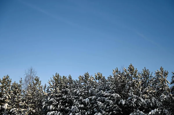 Panorama Pineta Innevata Abete Rosso Paesaggio Invernale Panoramico Natura Russa — Foto Stock