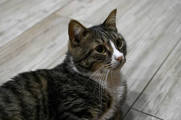 Houten Vloer Ligt Een Prachtig Gestreepte Kat Schattig Huisdier Thuis — Stockfoto