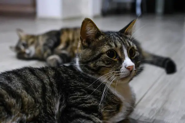 Een Prachtig Gestreepte Kat Ligt Thuis Houten Vloer Leuke Huisdieren — Stockfoto