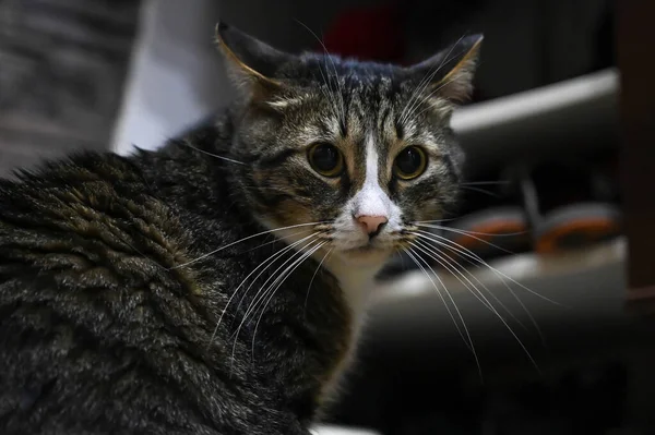 Güzel Çizgili Bir Kedi Kameraya Bakar Evdeki Sevimli Hayvan — Stok fotoğraf