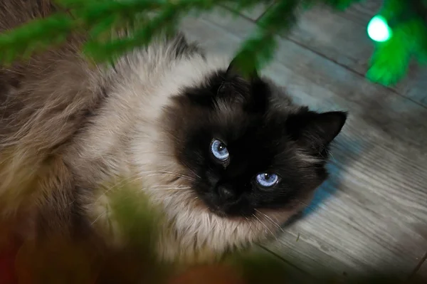 Krásná Nadýchaná Himálajská Kočka Modrýma Očima Leží Dřevěné Podlaze Pod — Stock fotografie