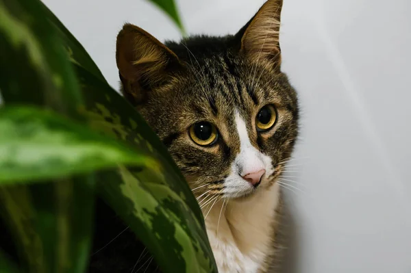 Güzel Bir Tekir Kedi Odada Yeşil Bir Çiçeğin Arkasında Oturur — Stok fotoğraf