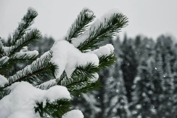 Yeşil Ladin Ağacının Karla Kaplı Dalına Yakın Çekim Arka Planda — Stok fotoğraf