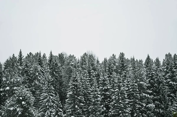 Panorama Pokrytego Śniegiem Lasu Sosnowego Świerkowego Malowniczy Zimowy Krajobraz Rosyjska — Zdjęcie stockowe