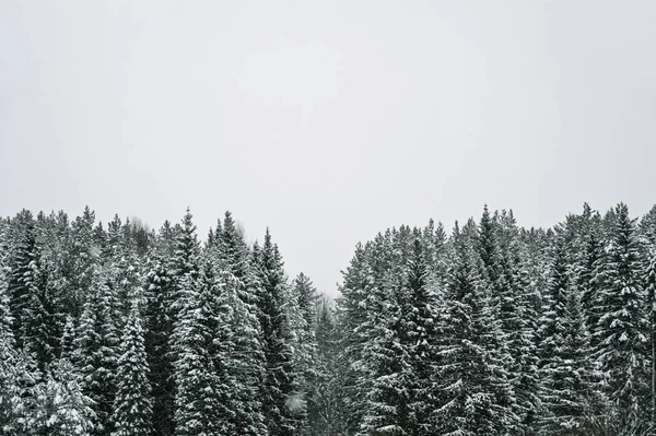 Panorama Pineta Innevata Abete Rosso Paesaggio Invernale Panoramico Natura Russa — Foto Stock