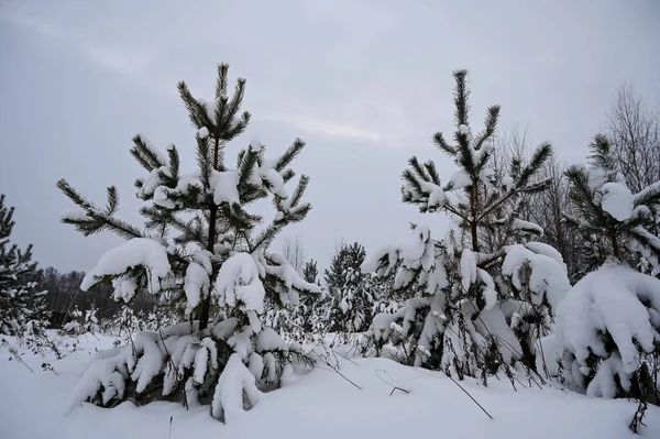 Panorama Pineta Innevata Abete Rosso Paesaggio Invernale Panoramico Natura Russa — Foto Stock