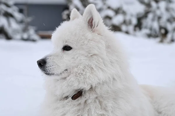Porträtt Vit Fluffig Samojerad Hund Snön Kall Vinter Söt Husdjur — Stockfoto