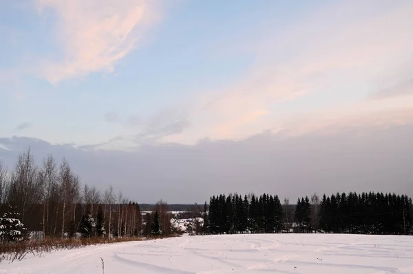 Malowniczy Zimowy Krajobraz Ośnieżone Pole Nagie Tres Ogromne Świerki Sosny — Zdjęcie stockowe