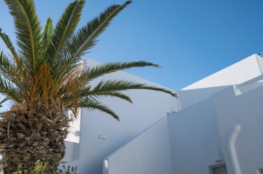 Yunanistan 'ın Santorini adasındaki geleneksel Yunan evinin yanındaki palmiye ağacı. Beyaz mimari. Mavi gökyüzü.