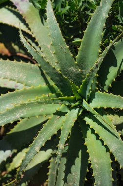 Yabani yeşil krantz aloe 'nin yakın çekimi. Doğa arkaplan dokusu.