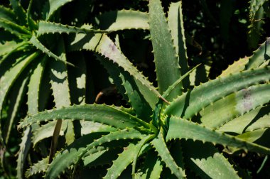 Yabani yeşil krantz aloe 'nin yakın çekimi. Doğa arkaplan dokusu.