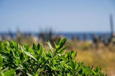 Arka planda bulanık deniz ve gökyüzü olan yeşil çimenlerin yakın çekimi. Doğa.