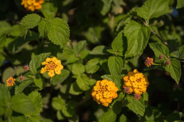 Lantana çiçek açar. Yeşil çalılıklarda güzel küçük sarı çiçekler. Yaz doğası.