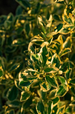 Yeşil fabrikanın yakın plan arka planı. Güzel yaz doğa dokusu.