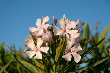 Neryum zakkum çiçeği. Açık pembe çiçeklere yakın çekim. Yeşil çimenler. Mavi gökyüzü. Güzel yaz doğası.