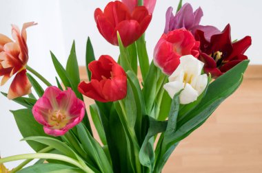 Cam vazoda kırmızı, pembe, mor ve beyaz laleler. Beyaz duvar. Güzel bahar çiçekleri. Yakın plan..