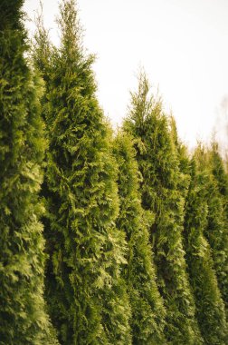 Bahçedeki yeşil thuja ağaçları. Peyzaj tasarımı. Beyaz bulutlu gökyüzü.