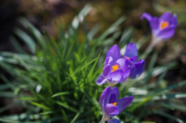 Bahçede çiçek açan timsahlar. Güzel mor çiçeklerin yakın çekimi. Bahar geldi..