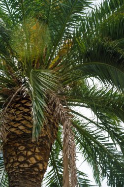 Arka planda beyaz bulutlu gökyüzü olan palmiye ağacı. Yakın plan. Doğa arkaplanı.