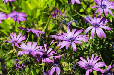 Dimorphotheca çiçeği. Açık mor çiçeklere yakın çekim. Yeşil çimenler. Güzel yaz doğası.