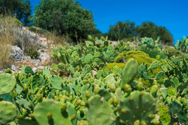 Arka planda mavi gökyüzü olan kurak dağlık bölgede vahşi yeşil kaktüslerin yakın çekimi. Güney doğası.