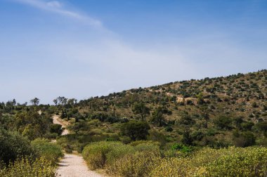 Dağlık kurak bölgede toprak yolun manzarası var. Sıcak güneşli bir yaz günü. Güney doğası. Kuru ot. Tepedeki yeşil ağaçlar ve çalılar.