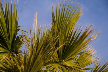 Arka planda mavi bulutlu gökyüzü olan palmiye ağacı. Doğa geçmişi. Atina, Yunanistan. Gün batımı ışığı.