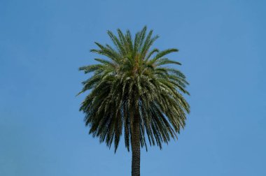 Arka planda mavi gökyüzü olan yüksek palmiye ağaçları. Güneşli yaz günü.