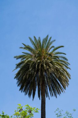 Arka planda mavi gökyüzü olan yüksek palmiye ağaçları. Güneşli yaz günü.
