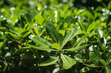 Doğa geçmişi. Yeşil çimlere yakın çekim.