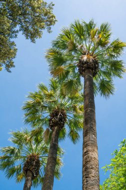 Arka planda mavi gökyüzü olan yüksek palmiye ağaçlarının aşağısından bak.