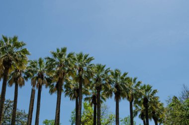 Arka planda mavi gökyüzü olan yüksek palmiye ağaçlarının aşağısından bak.
